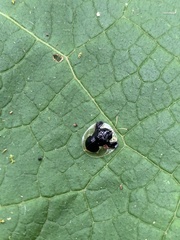 Plagiometriona clarki