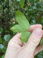 Cleistanthus cunninghamii