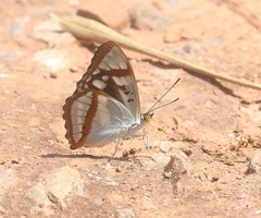 Mimathyma chevana