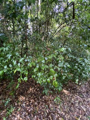 Cleistanthus cunninghamii