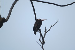 Galbalcyrhynchus leucotis