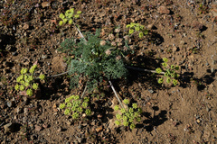 Lomatium dasycarpum dasycarpum