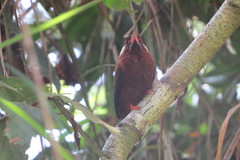 Galbalcyrhynchus leucotis