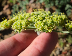 Lomatium dasycarpum dasycarpum