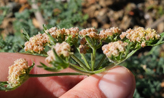 Lomatium dasycarpum dasycarpum