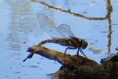 Rhionaeschna multicolor