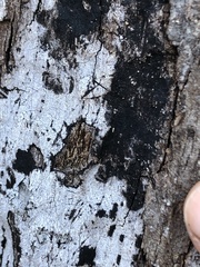 Biscogniauxia atropunctata