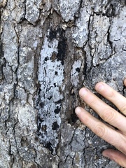 Biscogniauxia atropunctata