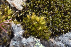 Pleuridium acuminatum