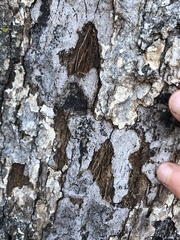 Biscogniauxia atropunctata