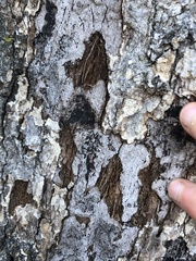 Biscogniauxia atropunctata