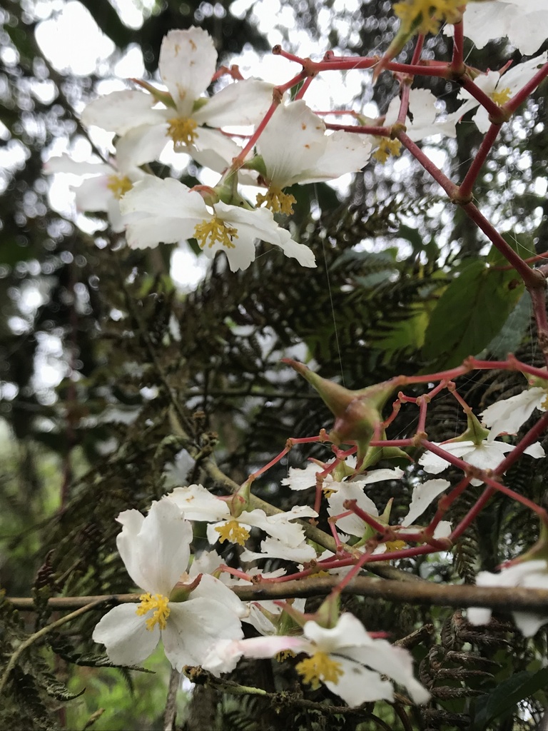 Begonia cornuta