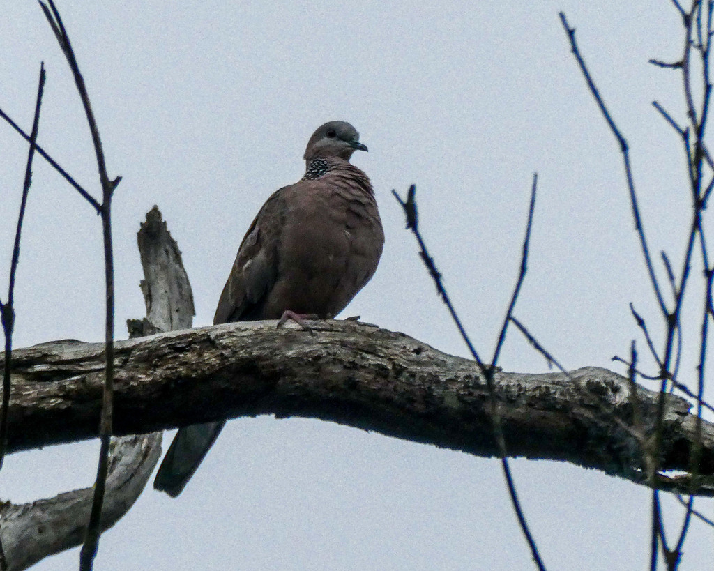 Spotted Dove from Blackburn Lake Sanctuary VIC 3130, Australia on March ...