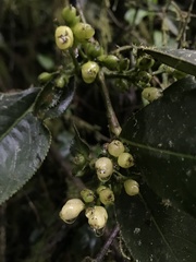 Hedyosmum bonplandianum