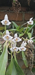 Maxillariinae