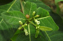 Rauvolfia