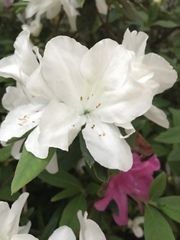 Rhododendron mucronatum