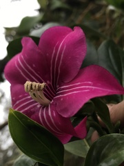 Symbolanthus anomalus