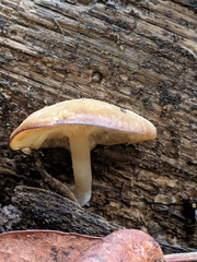 Trichocybe