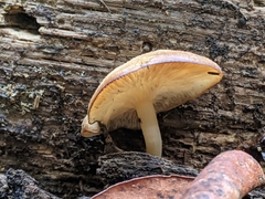 Trichocybe