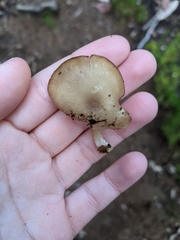 Trichocybe