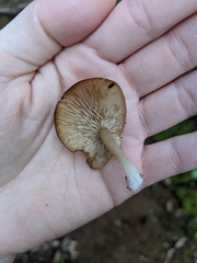 Trichocybe