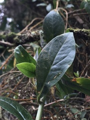 Symbolanthus anomalus