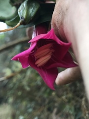 Symbolanthus anomalus