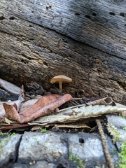 Trichocybe