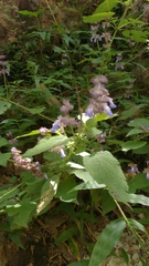 Salvia compsostachys