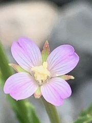 Epilobium billardiereanum