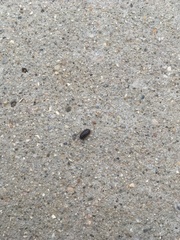 Armadillidium vulgare
