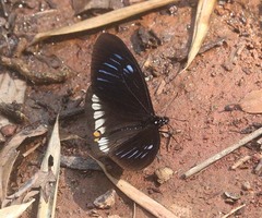 Papilio slateri