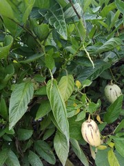 Solanum muricatum