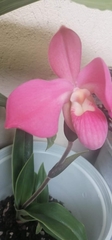 Phragmipedium