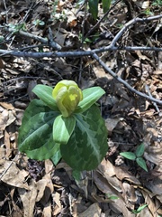 Trillium decipiens