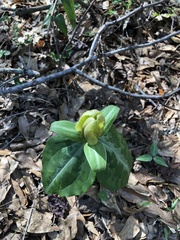 Trillium decipiens