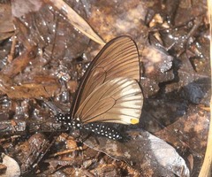 Papilio slateri