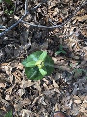 Trillium decipiens