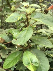 Centropogon ellipticus