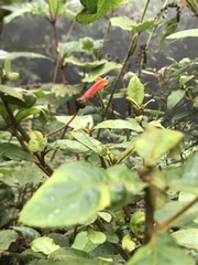 Centropogon ellipticus