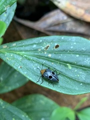 Iphiclus ecuadorensis