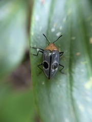 Iphiclus ecuadorensis