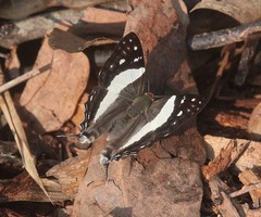 Dodona deodata