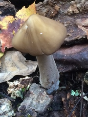 Hymenopellis furfuracea image