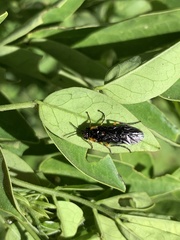 Adurgoa gonagra