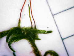 Pseudisothecium cristatum