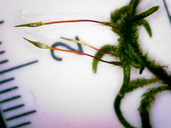 Pseudisothecium cristatum