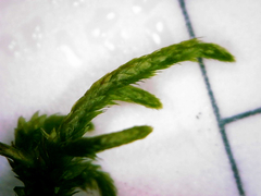 Pseudisothecium cristatum