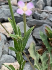 Epilobium billardiereanum